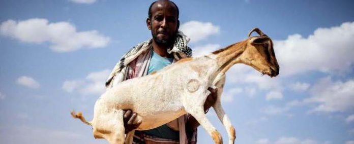 Farhan Mohamed Ali mit einer seiner Ziegen. Foto: Diak. Katastrophenhilfe
