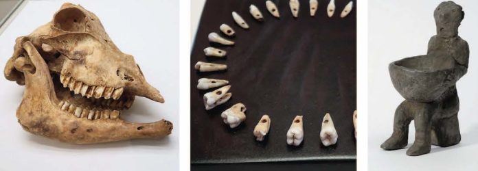 Der Schafsschädel beweist, dass die Bandkeramiker Viehzucht betrieben. Diese durchbohrten Zähne trugen Bandkeramiker bei Schweinfurt wohl als Schmuck. Keramikfigur aus dem Landkreis Schweinfurt. Fotos: Borée /Museum Franken (rechts)